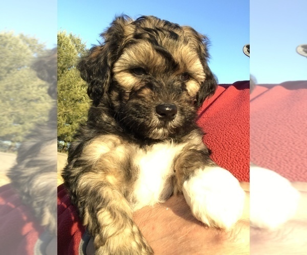 Medium Photo #3 Shih-Poo Puppy For Sale in BOWLING GREEN, KY, USA
