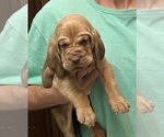 Red LM 4 - Male Bloodhound Puppy for Sale - Photo #4