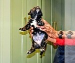 Small Photo #23 Presa Canario Puppy For Sale in PHILADELPHIA, PA, USA