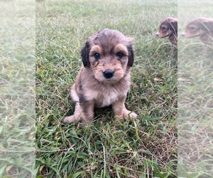 Aussiedoodle Puppy for Sale in LEXINGTON, Georgia USA