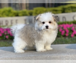 Ewokian Puppy for sale in HOUSTON, TX, USA
