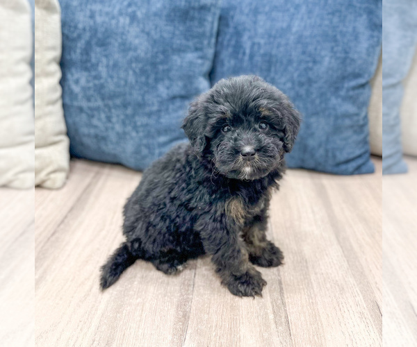 Medium Photo #4 Bernedoodle (Miniature) Puppy For Sale in DUNDEE, OH, USA