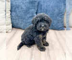Small #3 Bernedoodle (Miniature)
