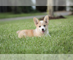 Small Photo #21 Pembroke Welsh Corgi Puppy For Sale in ELKTON, KY, USA