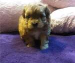 Puppy 1 Shih-Poo
