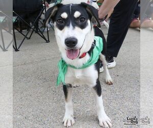 Sammy - Female Labrador Retriever-Unknown Mix Dog for Adoption - Photo #5