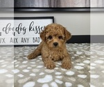 Small #3 Cavapoo