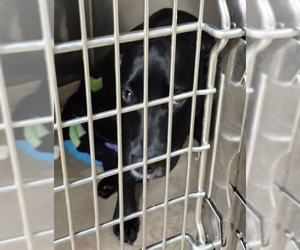 Medium Photo #1 Labrador Retriever-Unknown Mix Puppy For Sale in Decatur, IL, USA