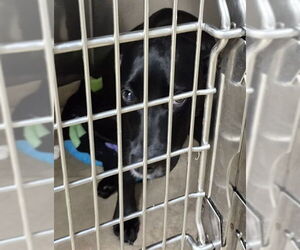 Labrador Retriever-Unknown Mix Dogs for adoption in Decatur, IL, USA