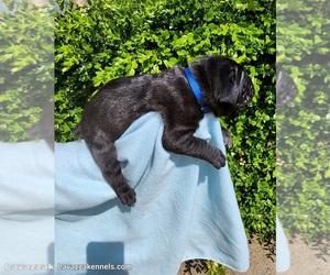 Cane Corso Puppy for sale in CAMBY, IN, USA