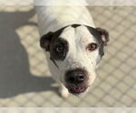 Small American Pit Bull Terrier