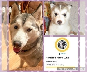Mother of the Pomsky puppies born on 03/09/2026