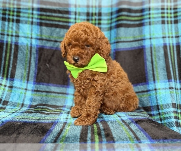 Medium Photo #4 Goldendoodle (Miniature) Puppy For Sale in LAKELAND, FL, USA
