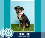 Small #9 Miniature Pinscher Mix