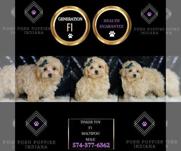 Medium Photo #129 Maltipoo Puppy For Sale in WARSAW, IN, USA