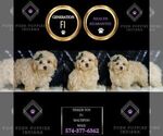 Small Photo #129 Maltipoo Puppy For Sale in WARSAW, IN, USA