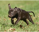 Small Photo #13 Chocolate Labrador retriever-Pointer Mix Puppy For Sale in Mechanicsburg, PA, USA
