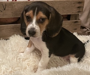 Beagle Puppy for Sale in SUFFOLK, Virginia USA