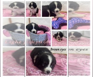Miniature Australian Shepherd Puppy for Sale in MOUNT AYR, Iowa USA