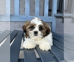 Small #1 Shih Tzu