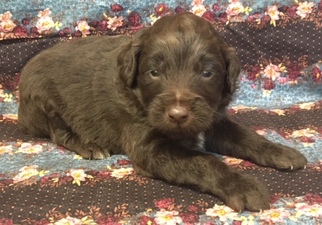 Aussiedoodle Miniature  Puppy for sale in NUNN, CO, USA