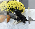 Stella - Female Bordoodle Puppy for Sale - Photo #2