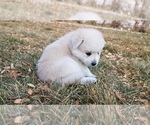 Small Photo #2 Pomsky Puppy For Sale in OGDEN, UT, USA