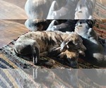 Small Photo #4 Catahoula Leopard Dog Puppy For Sale in CLAREMONT, NC, USA