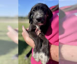 Small #1 Border Collie