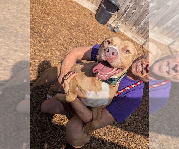 Medium Photo #5 American Pit Bull Terrier-Unknown Mix Puppy For Sale in Houston, TX, USA