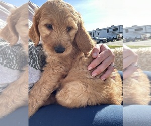 Goldendoodle Puppy for sale in SEAL BEACH, CA, USA