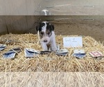 Puppy Girl 1 Wire Fox Terrier