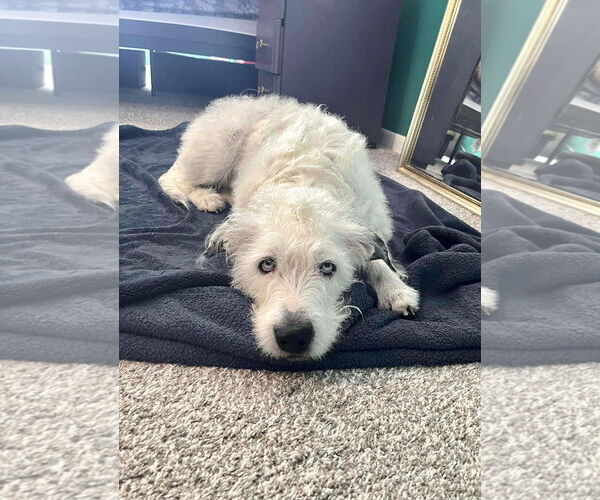 Medium Photo #6 Mutt Puppy For Sale in Grafton, WI, USA