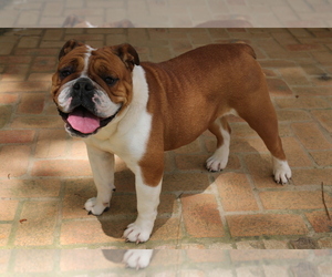 English Bulldog Puppy for sale in GREENVILLE, AL, USA
