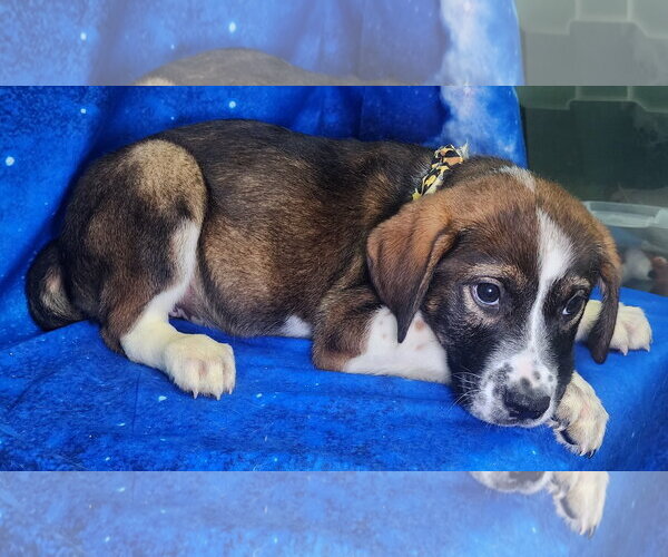 Medium Photo #2 Labrador Retriever-Unknown Mix Puppy For Sale in Wetumpka, AL, USA