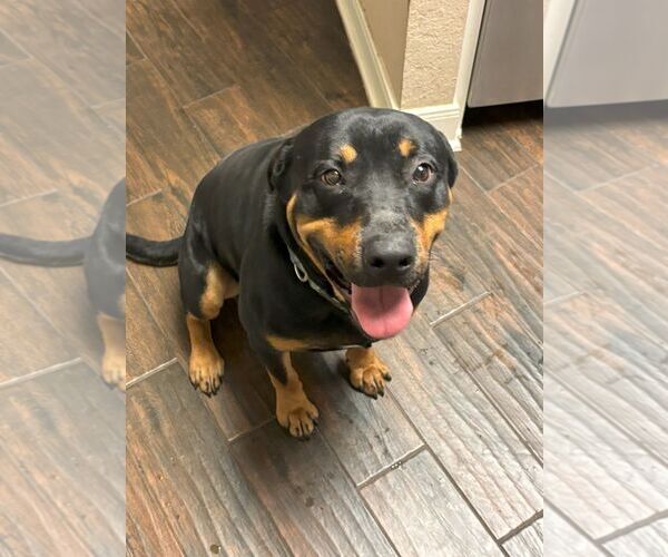 Medium Photo #2 Rottweiler Puppy For Sale in White Hall, AR, USA