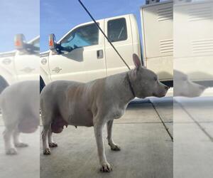 Mutt Dogs for adoption in Bakersfield, CA, USA