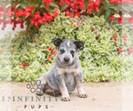 Image preview for Ad Listing. Nickname: Steven