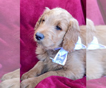 Small Photo #6 Goldendoodle Puppy For Sale in HARRISONBURG, VA, USA