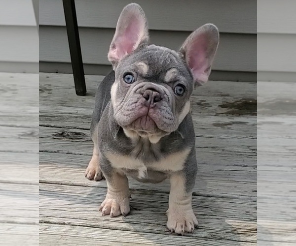 Medium Photo #9 French Bulldog Puppy For Sale in BOSTON, KY, USA