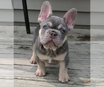 Small #8 French Bulldog