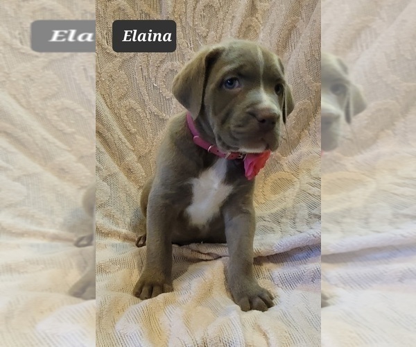 Medium Photo #6 Cane Corso Puppy For Sale in MINERAL WELLS, WV, USA