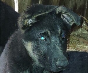 German Shepherd Dog Puppy for sale in LAWRENCEBURG, KY, USA