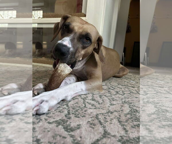 Medium Photo #6 Black Mouth Cur-Unknown Mix Puppy For Sale in Clinton , MI, USA