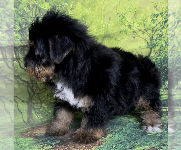 Medium Photo #9 Yorkshire Terrier Puppy For Sale in AZLE, TX, USA