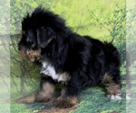 Small Photo #9 Yorkshire Terrier Puppy For Sale in AZLE, TX, USA