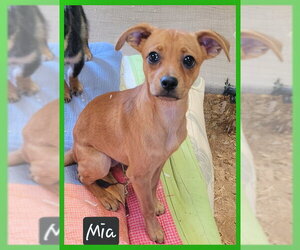 Chihuahua-Unknown Mix Dogs for adoption in Granbury, TX, USA
