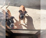 Small #5 Boxer