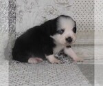 Small #14 Miniature Australian Shepherd