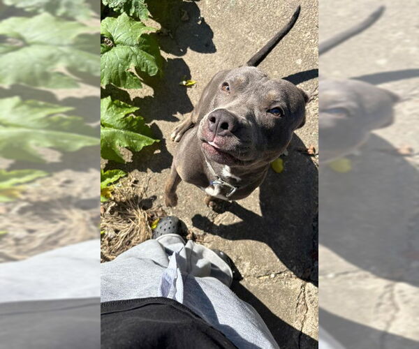 Medium Photo #2 Mutt Puppy For Sale in Louisville, KY, USA